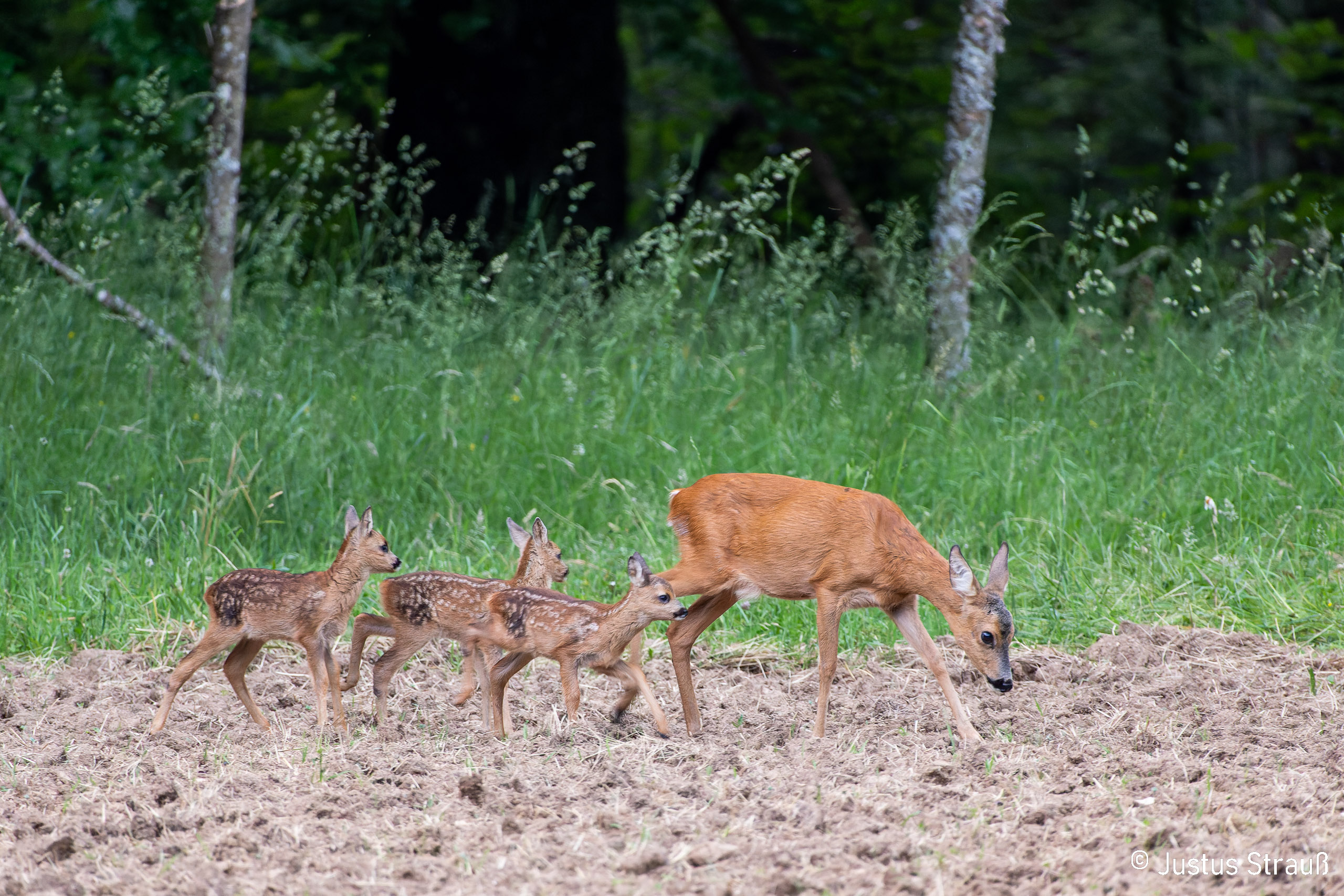 Ricke mit drei Kitzen