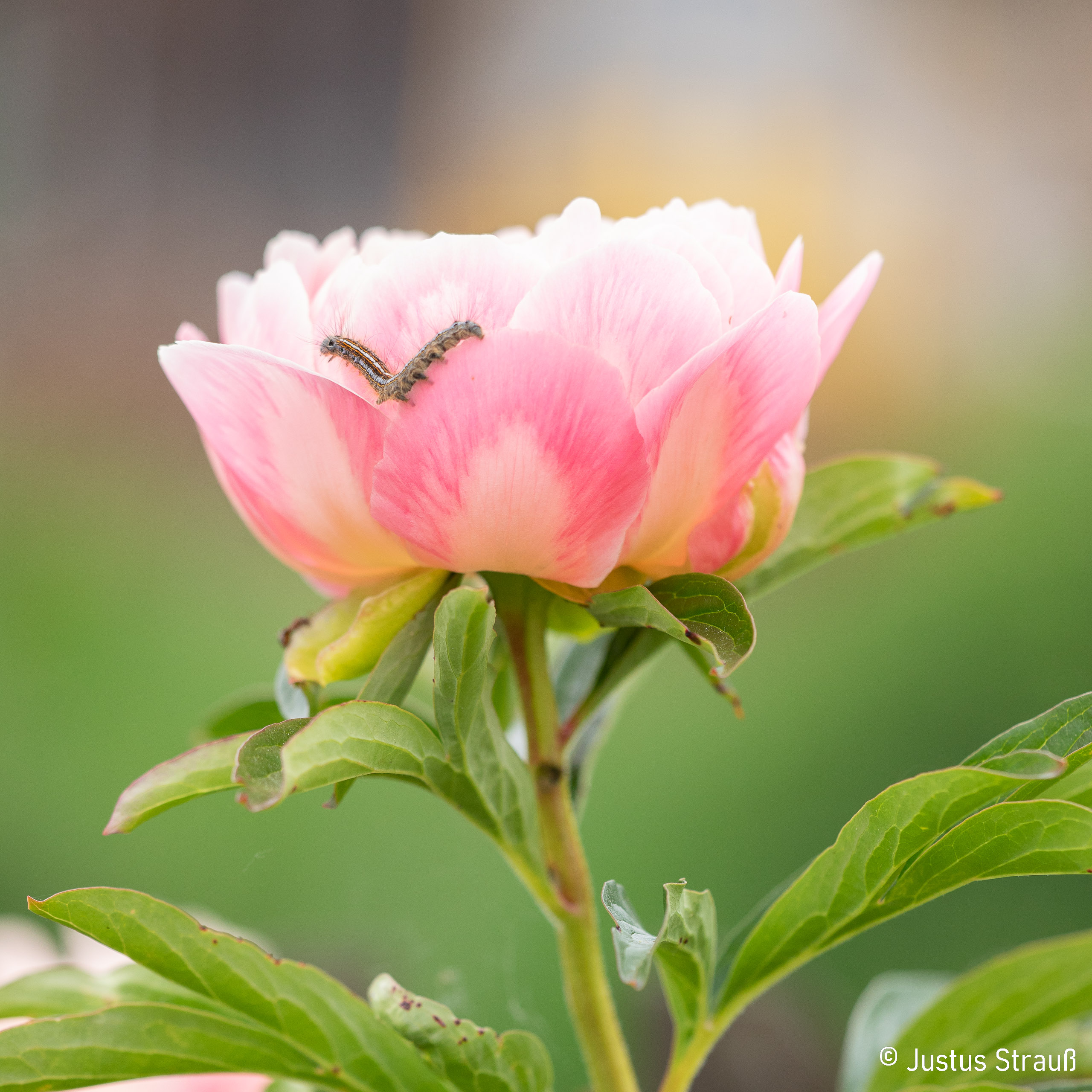 Pfingstrose mit Raupe